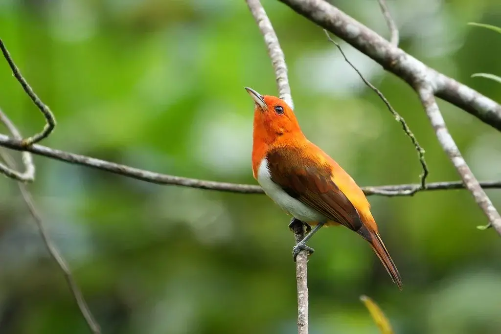 Chrysothlypis salmoni