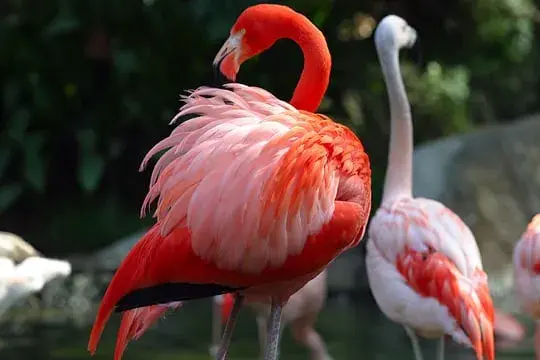 Colombian birds, Flamingo