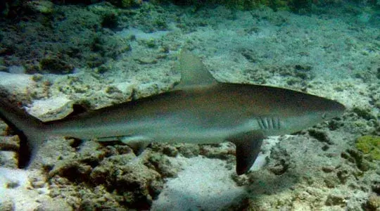 Galapagos shark, Colombian animals, animals in Colombia