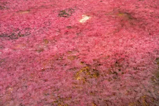 Caño Cristales, paisajes de Colombia, lugares únicos, turismo en Colombia, turismo