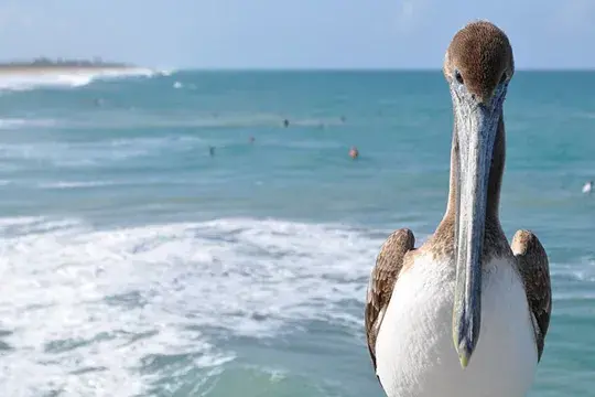 Colombian birds, Pelican