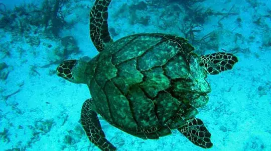 Colombian animals, animals in Colombia, sea turtles, turtles caribbean beaches
