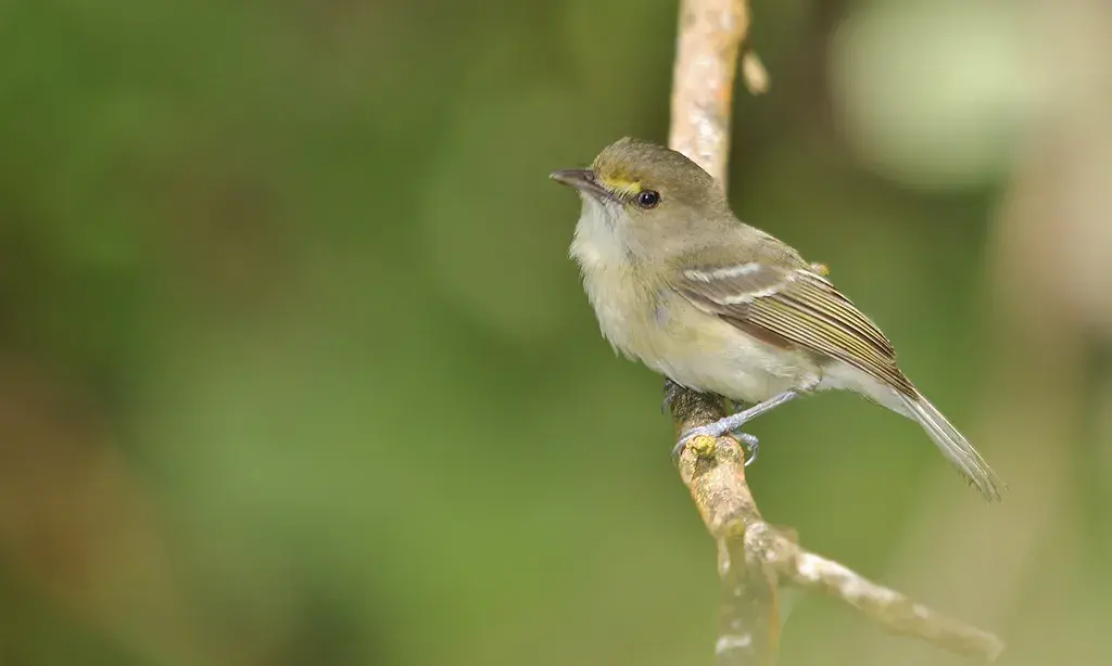 Vireo pallens