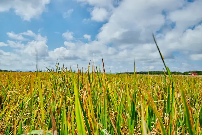 Campo de arroz dorado bajo un cielo azul con nubes blancas.
