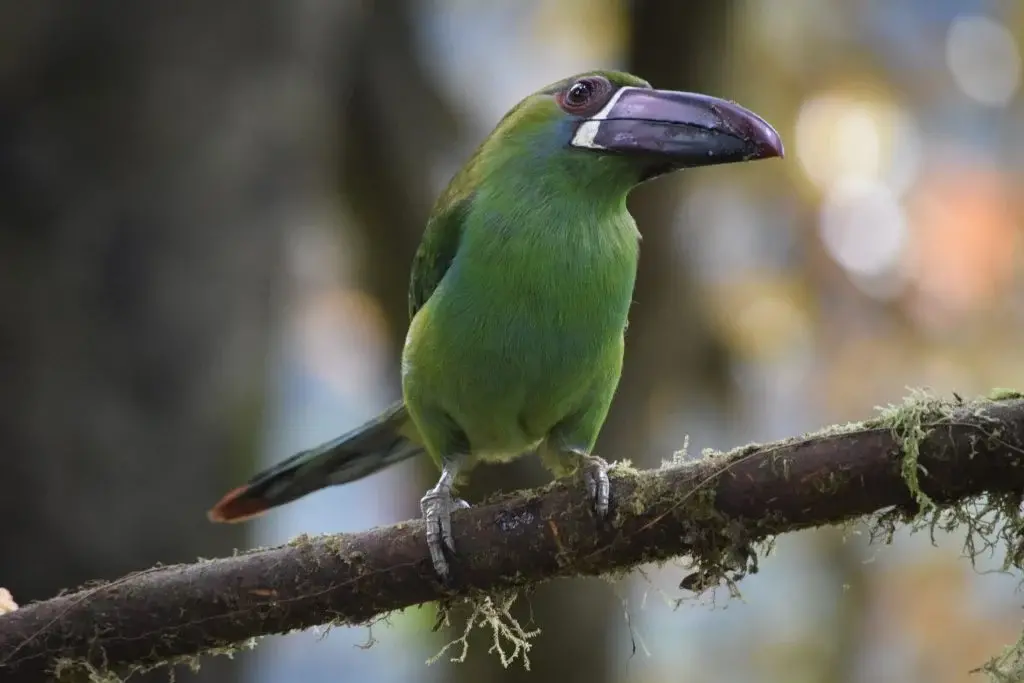 Aulacorhynchus prasinus