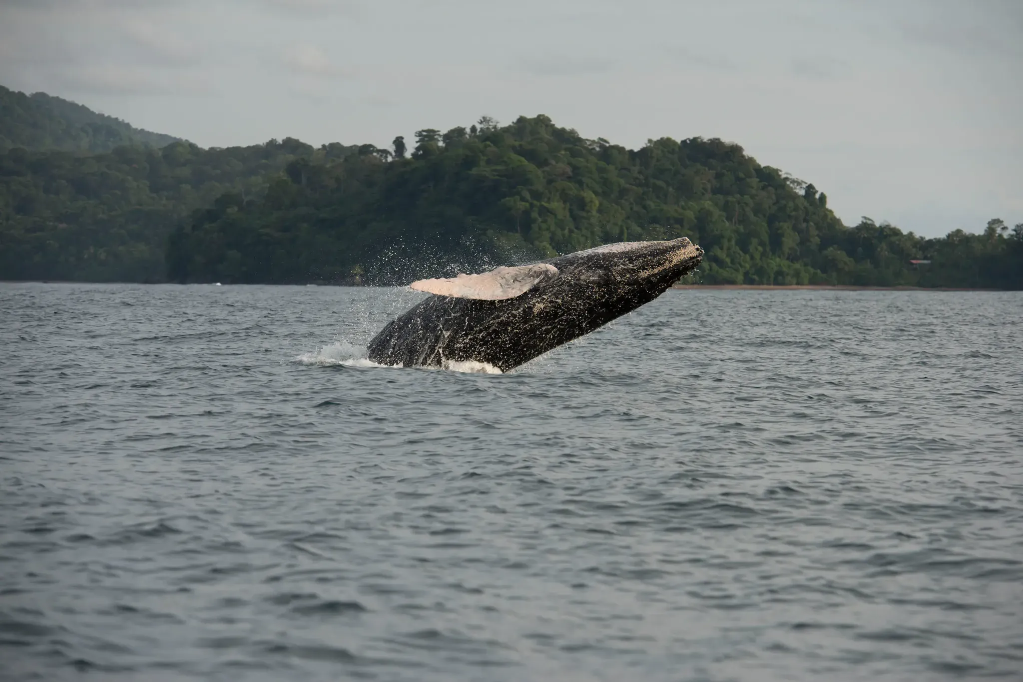 Humpback whale sighting in Chocó
