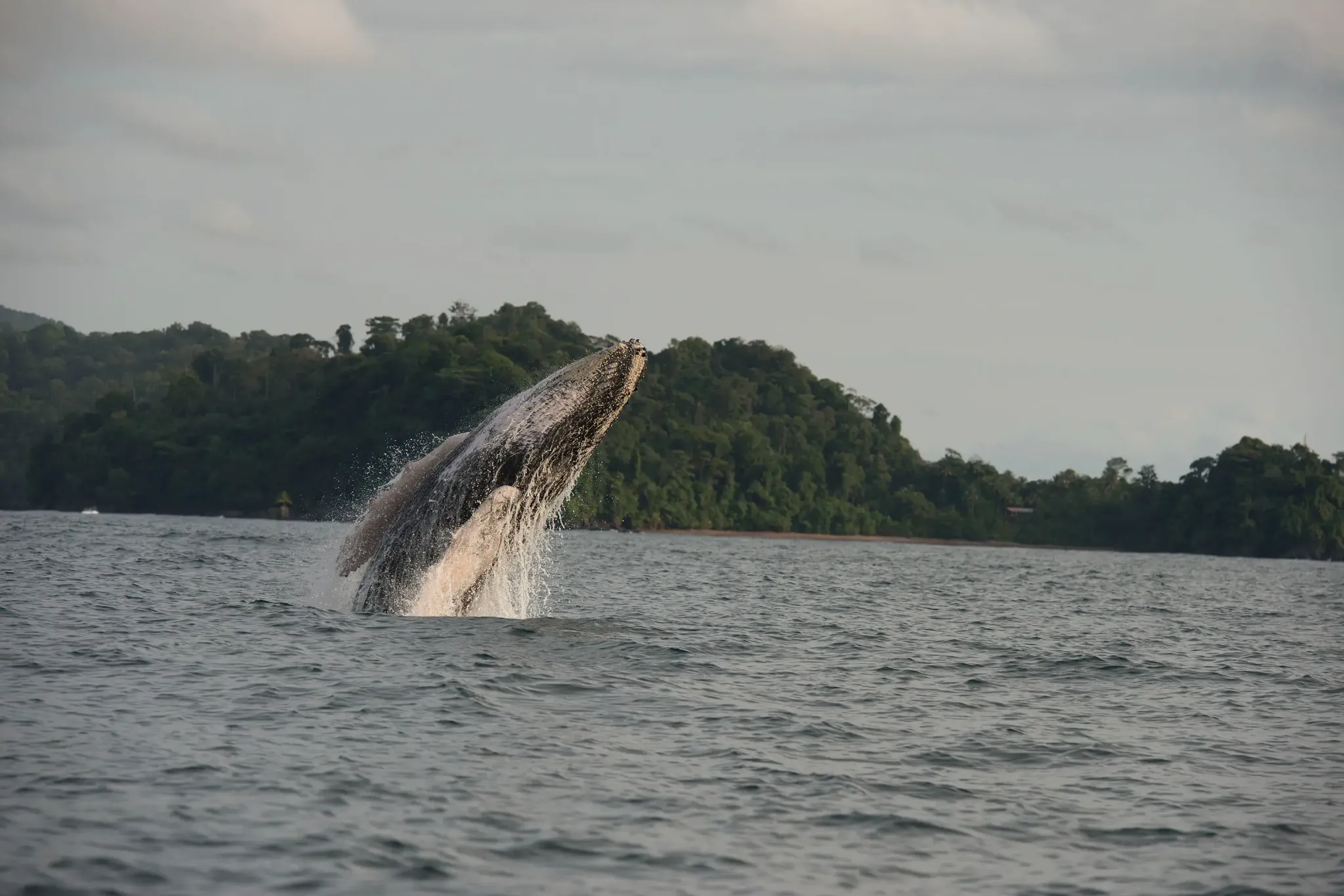 Humpback whale jumping in the Colombian Pacific Ocean