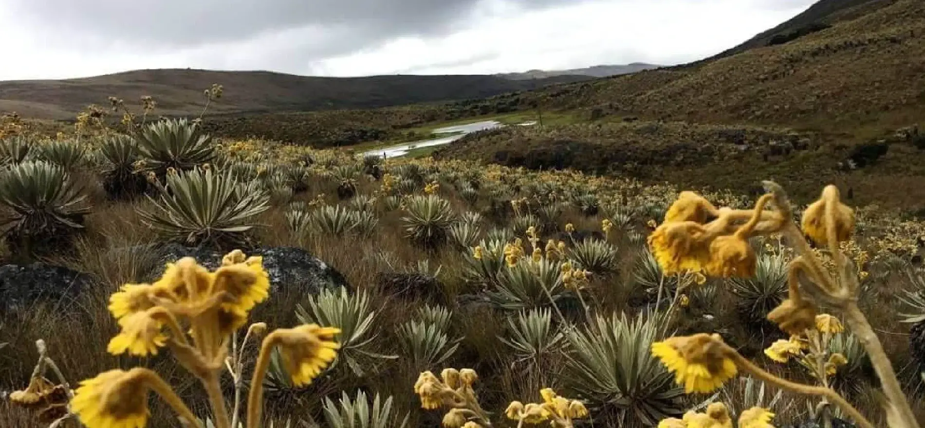 Landscape of páramo in Colombia with frailejones and yellow flowers under a cloudy sky