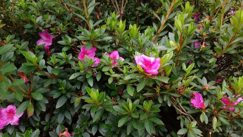 Pink flowers blooming at the Bogotá Botanical Garden.