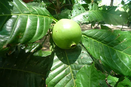 Round green fruit surrounded by green leaves.