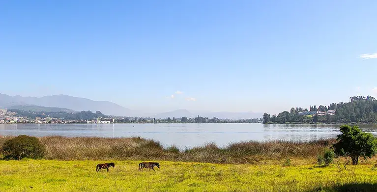 Dos caballos pastando cerca del Lago de Tota con montañas al fondo.