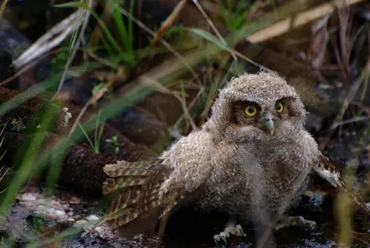 Caño Cristales, paisajes de Colombia, lugares únicos, turismo en Colombia, turismo, fauna colombiana, flora colombiana, biodiversidad