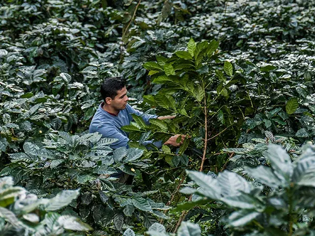 Hombre recolectando café en cultivos de la Sierra Nevada