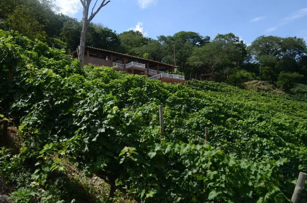 Casa rural rodeada de viñedos en una ladera con vegetación y cielo despejado.