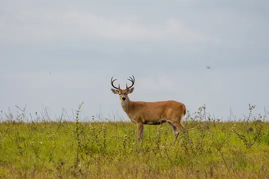 Ciervo de los pantanos macho en un campo.
