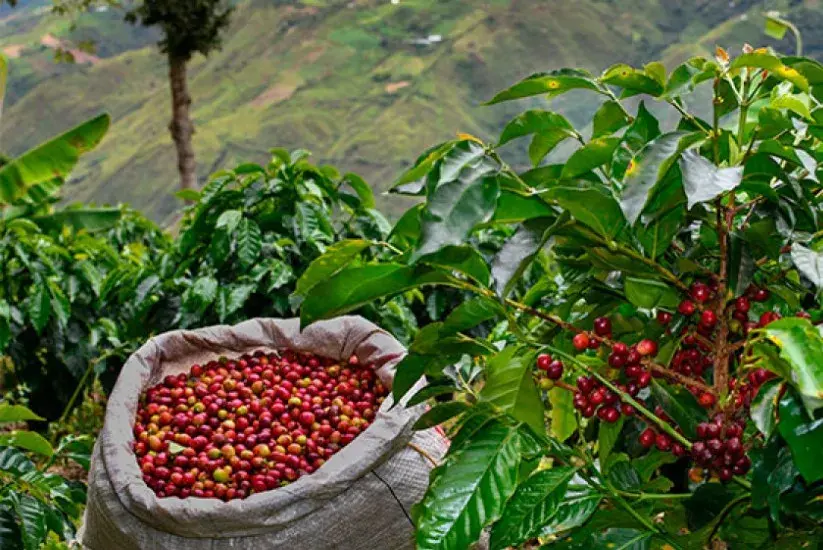Cultivo de café colombiano