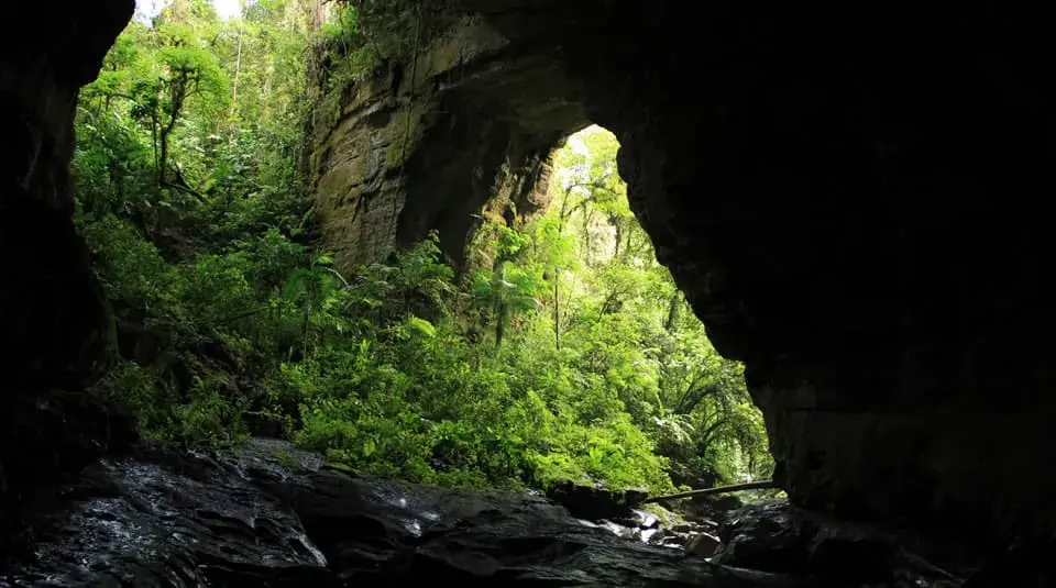 Entrada de cueva rodeada de vegetación verde.