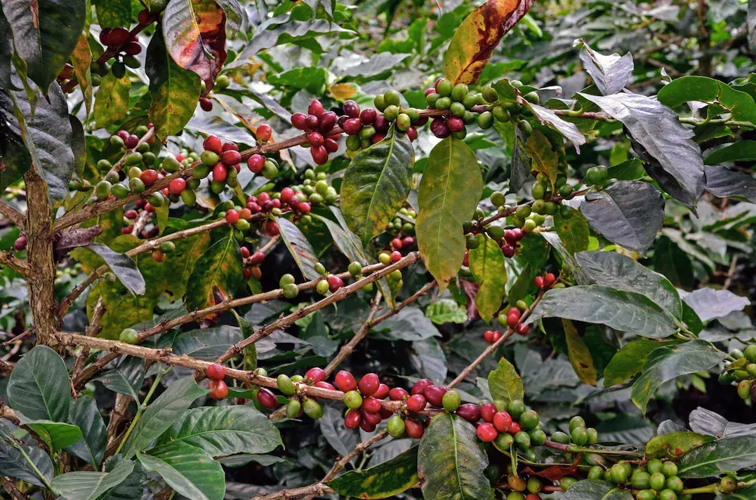Vista panorámica de una finca cafetera en las montañas de Colombia