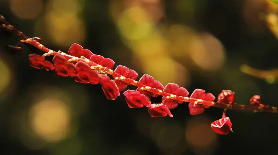 Rama con pequeñas flores rojas en la selva.