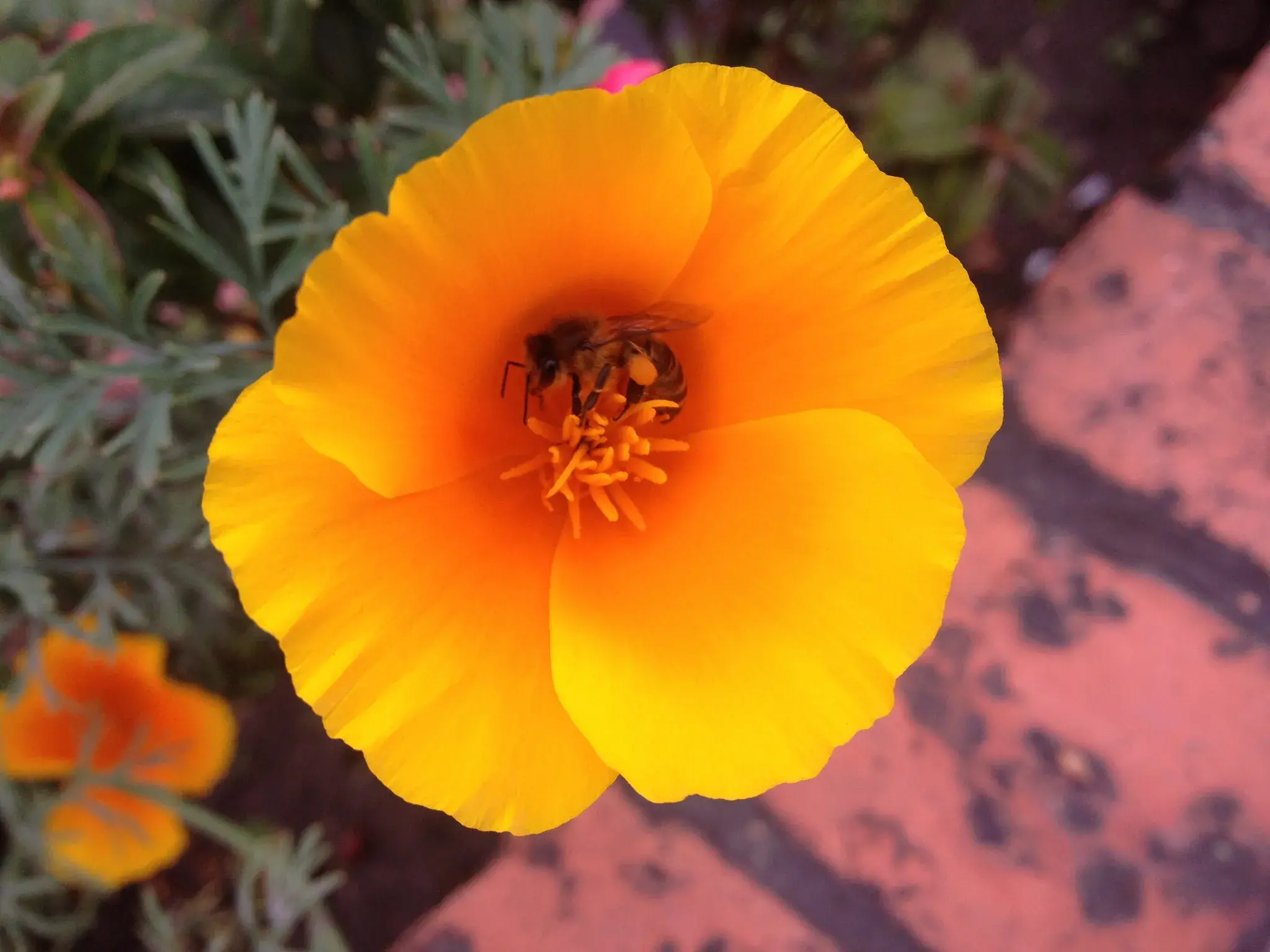 Amapola de California amarilla con abeja en el centro, vista superior.