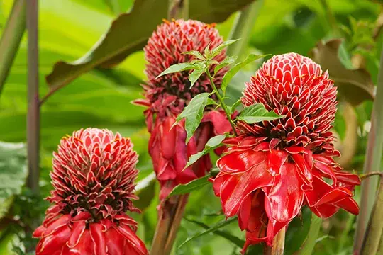 Three red torch ginger flowers on green foliage.