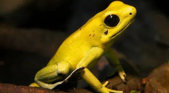 A bright yellow frog with black spots on its back.