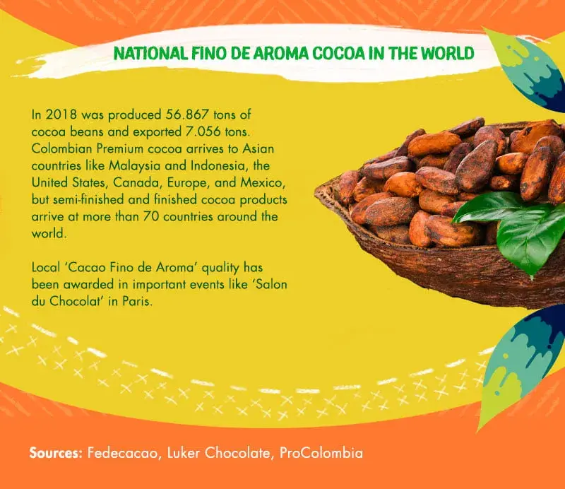 Infographic of fine aroma cocoa, showing beans in a basket and text about its production and export.