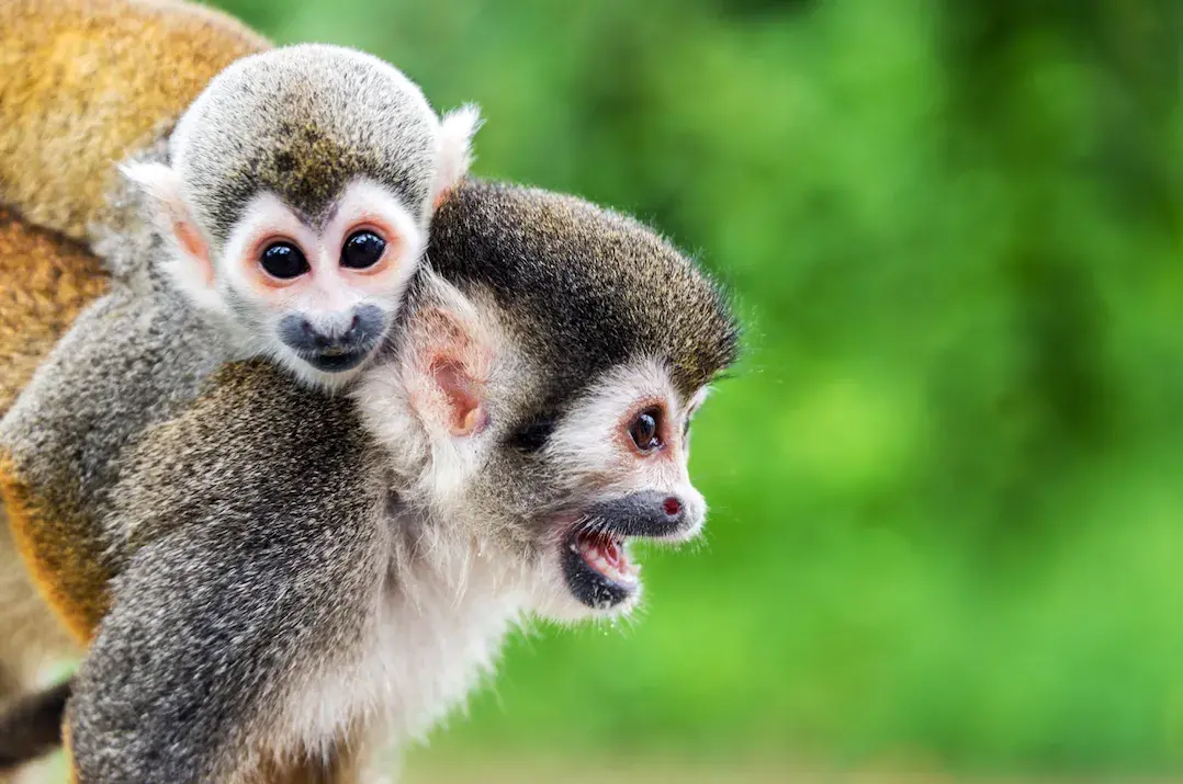 Turista interactuando con monos en la Isla de los Micos, Amazonas colombiano