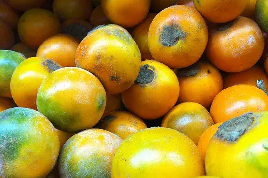 Yellow and orange lulos with some dark spots.