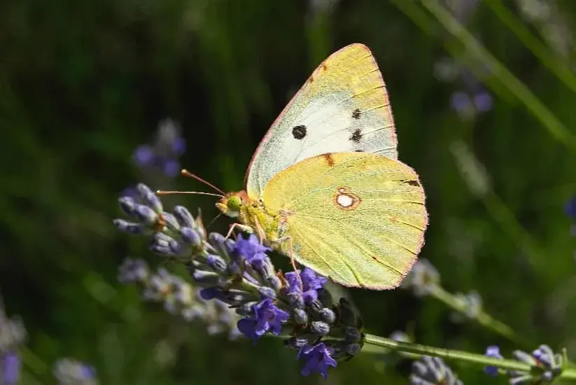 Yellow butterfly with black spots perched on a lavender flower in a green field.