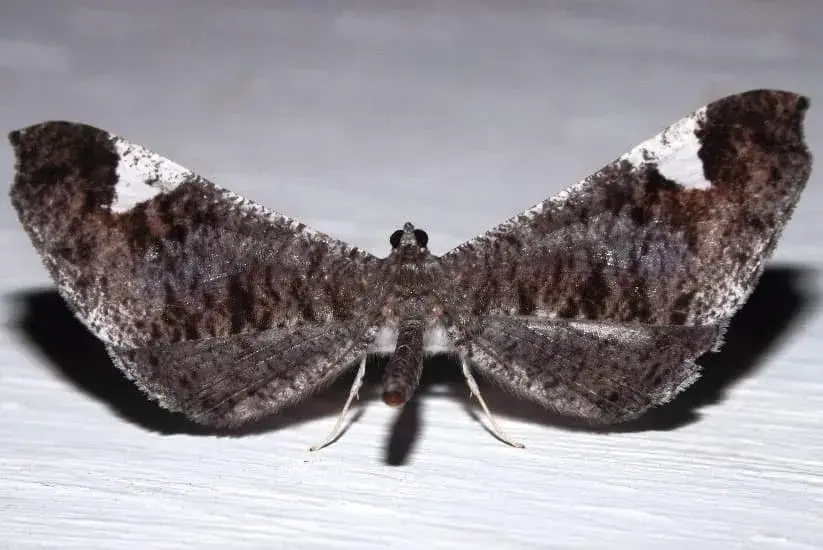 Nocturnal butterfly with outstretched dark brown wings with white spots, perched on a light surface.