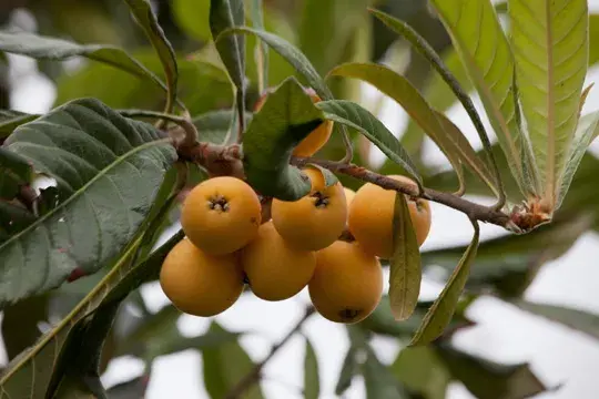 Yellow loquats hanging from a tree with green leaves.