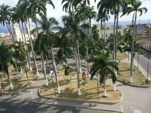 Palmas altas en un parque urbano en Bucaramanga.