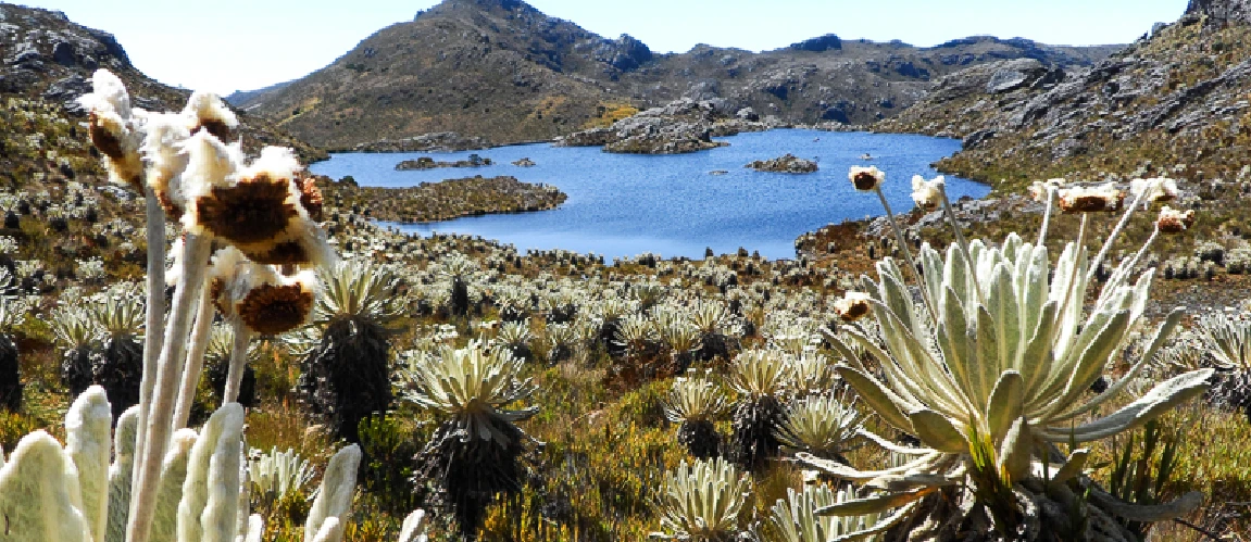 áramo de Santurbán