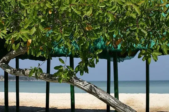 View of the Tierra Bomba beach with trees and natural shade.
