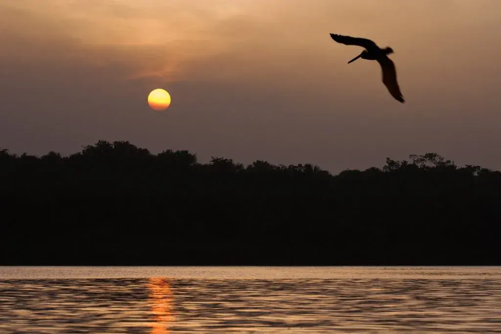 Puesta de sol en los llanos orientales Puesta de sol en los llanos orientales