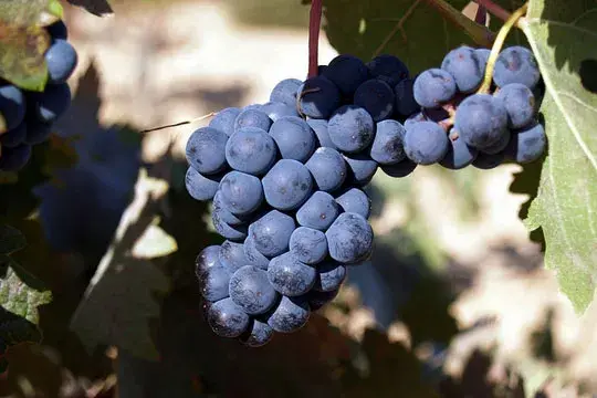Racimo de uvas moradas listo para cosecha en viñedo.