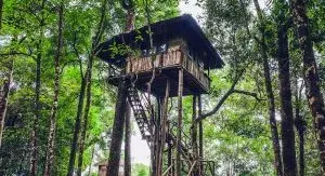 Casa de árbol de madera entre árboles altos en la selva.