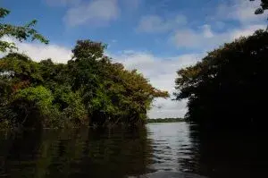 Río oscuro rodeado de vegetación exuberante bajo un cielo nublado.