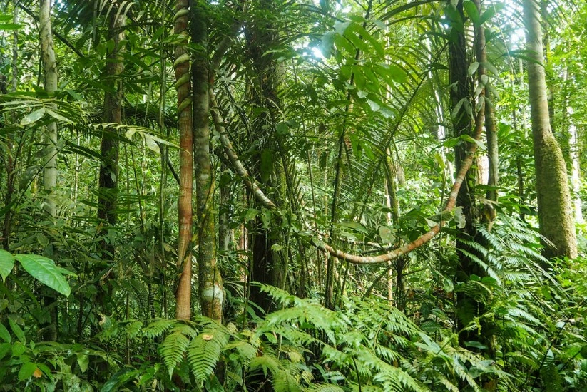 Colombian Amazon Jungle among green and vast trees