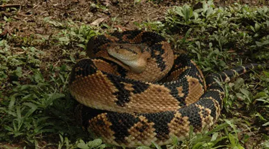 A brown and black snake coiled on the grass.