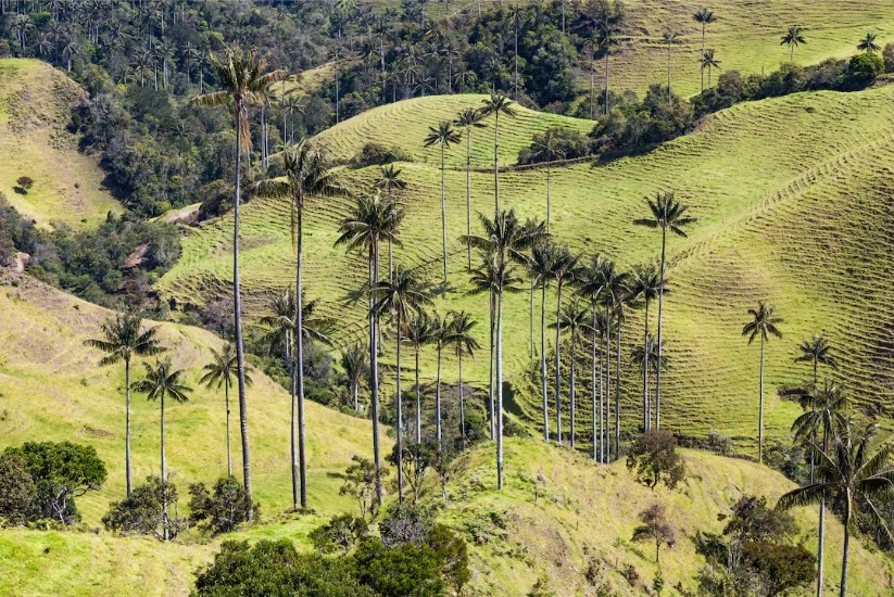 Valle del Cocora on a clear and green day