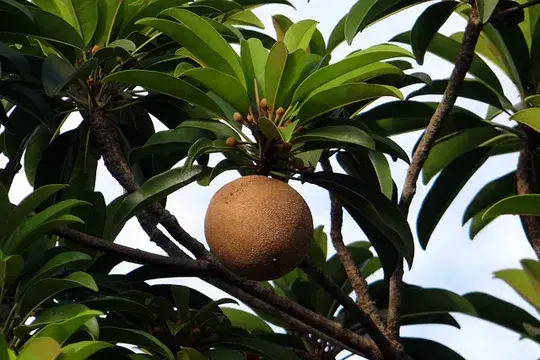 Zapote hanging from a tree with green leaves.
