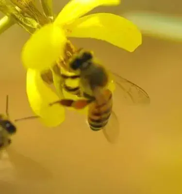 Abejas posándose en una planta Abejas posándose en una planta