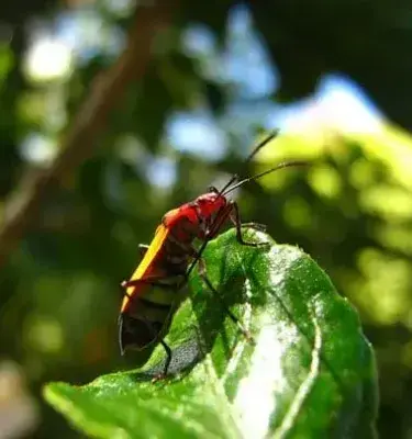 Insectos colombianos Insectos colombianos