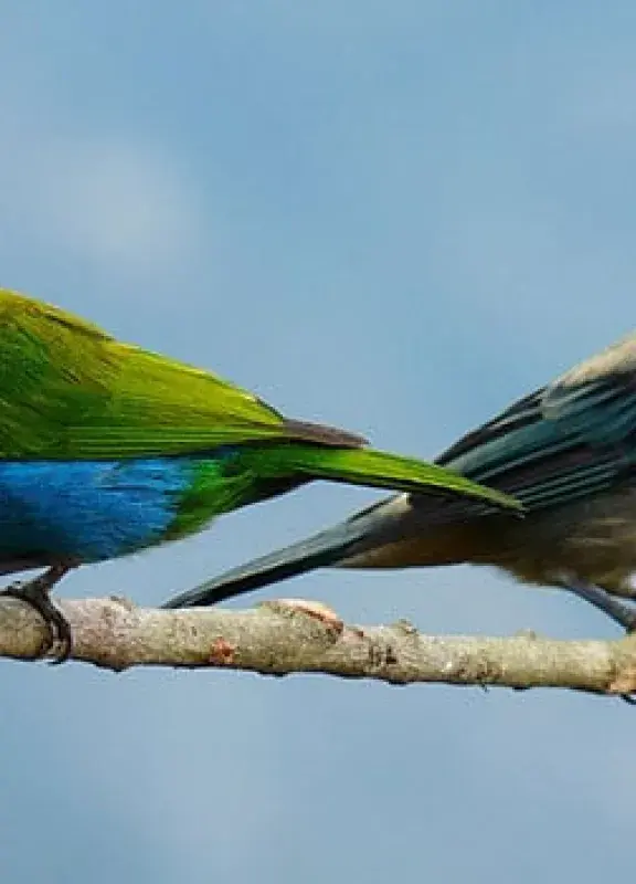 Un día para ‘pajariar’ pajaros en colombia