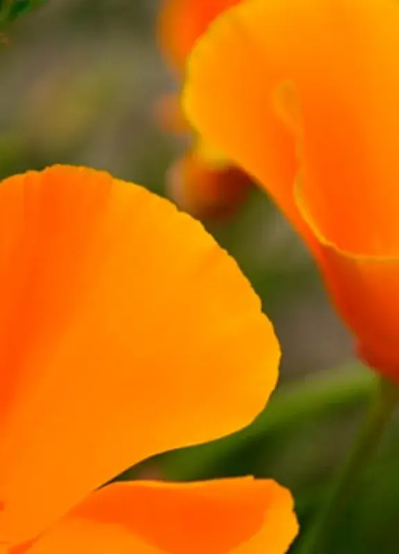 Colombian Flowers Colombian Flowers