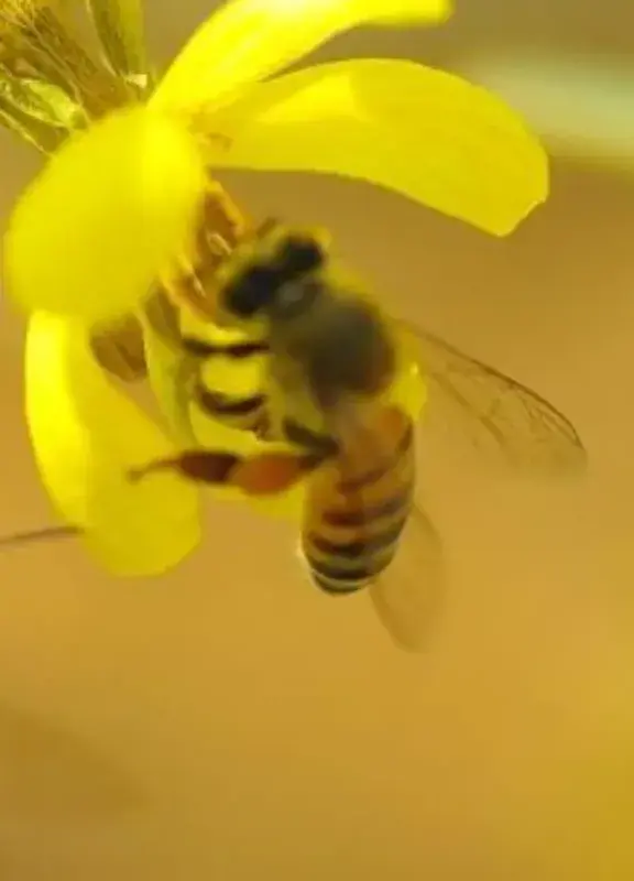 Abejas posándose en una planta Abejas posándose en una planta