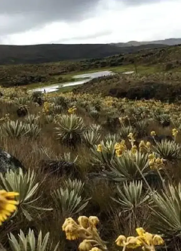 Páramo landscape in Colombia with frailejones and yellow flowers under a cloudy sky Páramo landscape in Colombia with frailejones and yellow flowers under a cloudy sky