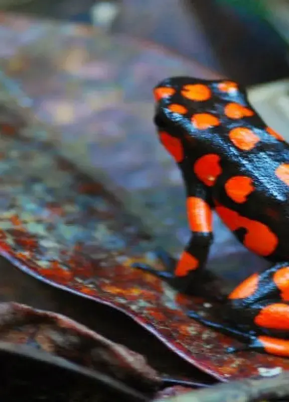 Choco, Colombia Choco, Colombia